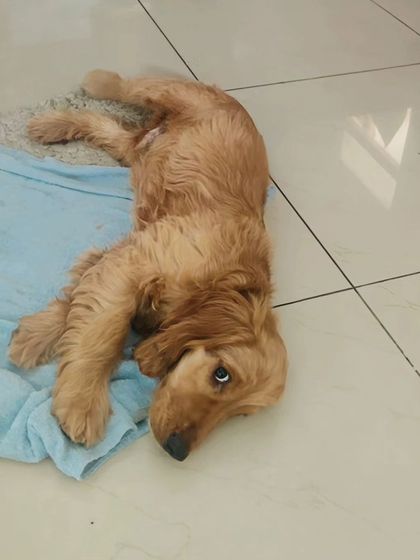 Zoella Dog Training - Behavior Modification Our Graduates: Client Success Stories photo 12