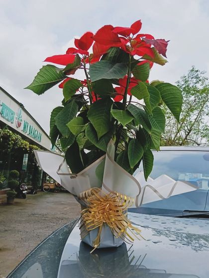 Festive & Corporate Hampers photo 21