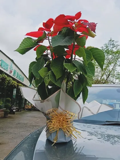 A stunning Poinsettia plant, beautifully wrapped and ready for delivery. It makes for a classic and elegant festive gift.