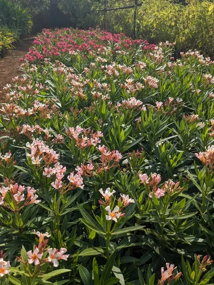 During a sourcing trip to Pune, I found these fields of beautiful dwarf Nerium plants. Their delicate pink and white flowers are perfect for adding color to landscape projects.