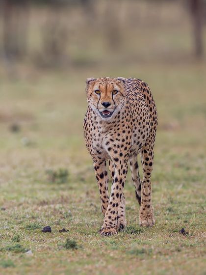 There's a unique elegance to a cheetah. Unlike other big cats, they have a certain vulnerability, yet their focused eyes and sleek build reveal incredible power. This print captures that perfect balance of grace and strength.