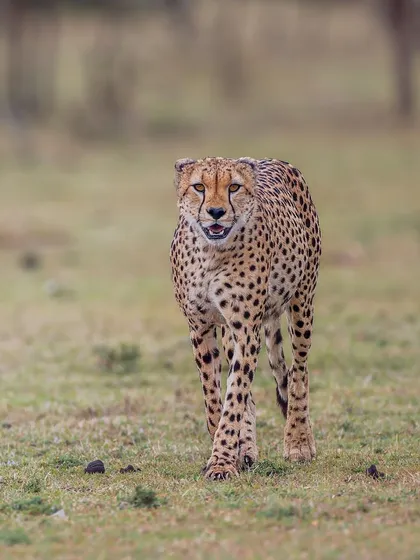 A cheetah on the move, its sleek body built for speed. Unlike other big cats, there's a certain vulnerability in their elegance. Understanding their behavior helps us capture that unique combination of grace and power.