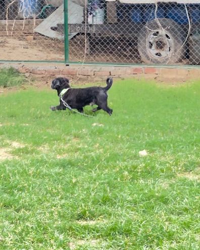 A small black dog running across the grass. We ensure that small and large dogs can play together safely, or we create separate groups if temperaments require it.
