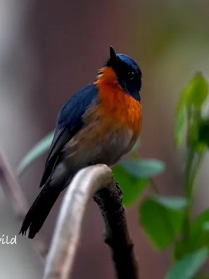 This little flycatcher kept turning its head, looking around the forest. The soft, out-of-focus green leaves in the background make its bright colors pop even more.