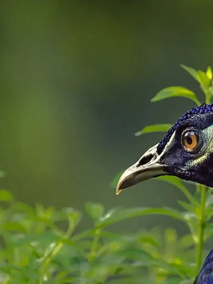 The famous Kohinoor diamond once adorned the Peacock Throne of the Mughal emperors. It was set in the left eye of the peacock on the throne. This close-up portrait of a peacock reminds me of that long and rich history, connecting our national bird to one of the world's most famous jewels.