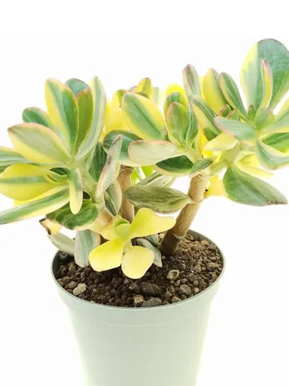 The Crassula Sunset Jade plant is known for its beautiful leaves that have yellow and pink edges, resembling a sunset. It's a stunning variety of the classic lucky jade plant.