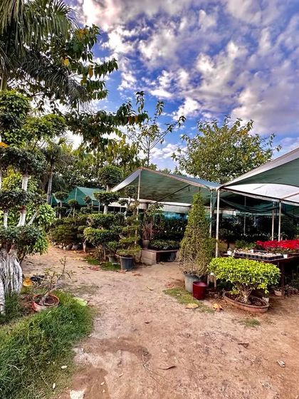 Large Landscaping & Statement Trees (Bade Bagiche aur Farmhouse Ke Liye) photo 36