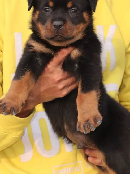 Holding one of my male Rottweiler puppies to show his size and healthy condition. He is available for a new home in Delhi.