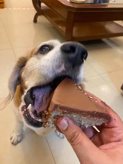 It doesn't have to be a whole cake! This happy Beagle is enjoying a single slice of our healthy, savory cake.