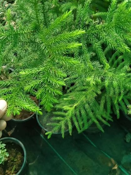 Our Nursery Collection photo 8