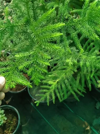 A close-up of a healthy Christmas Tree (Araucaria) plant at my nursery. These are popular for their symmetrical shape and can be grown both indoors and outdoors.