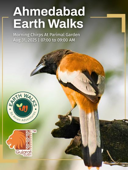 Urban Bird Watching photo 17