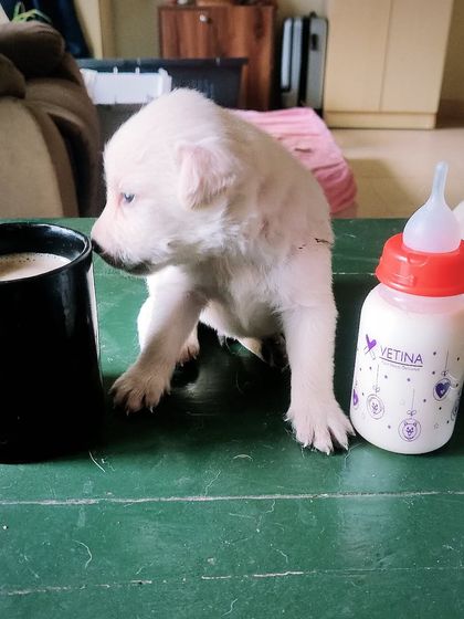 Poulomi Dhar - Dog Training & Behavior Consultation Puppy Foundations: Socialization & Early Training photo 3