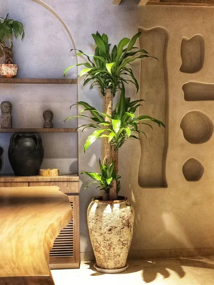 The right plant and pot combination can feel like it was made for the space. This tall Dracaena in a rustic, textured pot perfectly complements the earthy, wabi-sabi aesthetic of this home's interior.