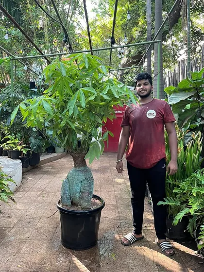 The gorgeous Pachira is a true showstopper, especially this variety with its thick, bulbous trunk. It's a head-turner that adds a touch of the exotic to any space.