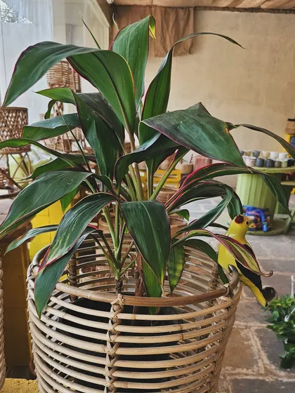 A beautiful Cordyline plant gets an upgrade in this stylish wicker basket. The little yellow bird accessory adds a playful touch.