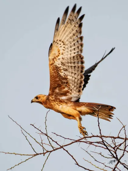 A juvenile White-eyed Buzzard launches into flight from a thorny branch in Gurugram. Capturing birds in action requires sharp focus and an understanding of animal behavior, key skills we cover in our field sessions.