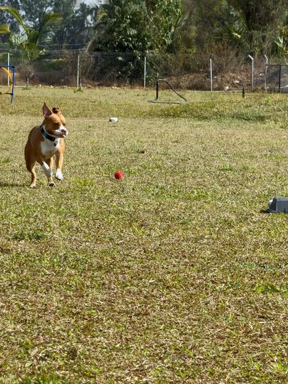 The Pawsome Camp - Dog Park & Pool Play, Train, & Learn photo 18