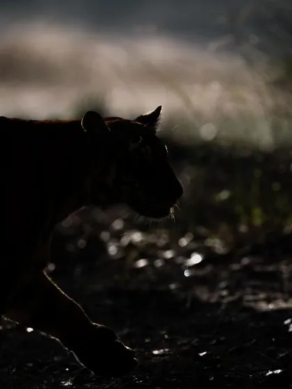 A silhouette of a tiger against a brightly lit, misty background. This low-key photography style emphasizes the animal's shape and movement, creating a mysterious and artistic image.