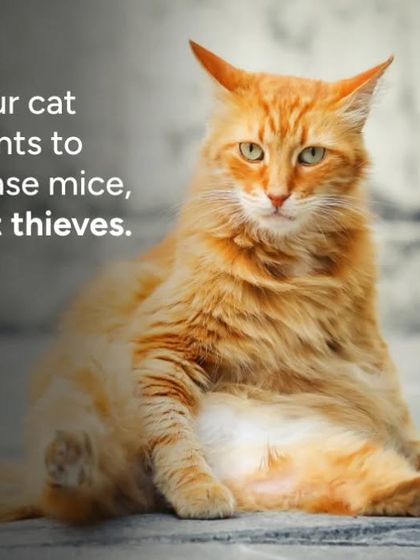 Your cat wants to chase mice, not thieves. Let your pets be pets and leave the professional guard duty to us.