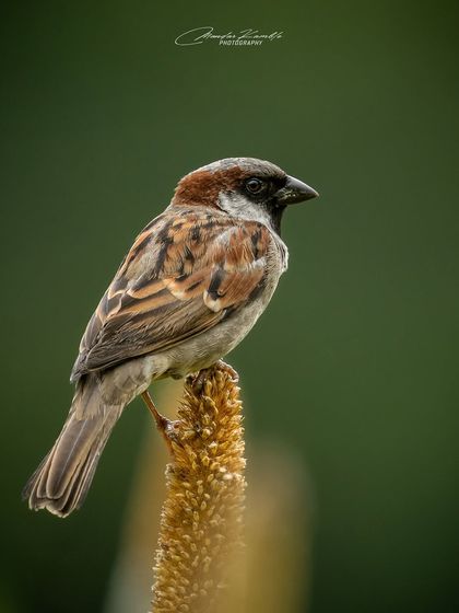 Portraits of the Wild photo 4