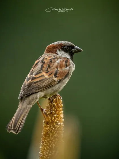 A common House Sparrow, often overlooked but beautiful in its own right. This portrait on a millet stalk highlights the intricate brown patterns on its feathers.