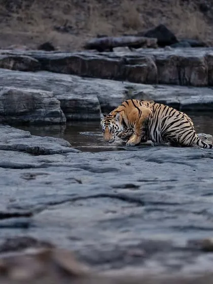 A cub takes a drink, its reflection visible in the water.