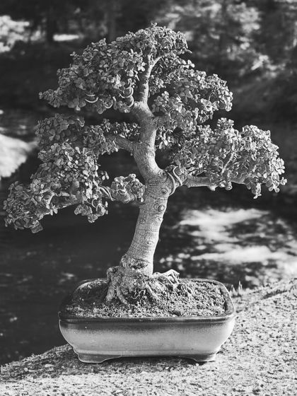 A black and white shot of a Jade bonsai, which emphasizes its form, texture, and silhouette. It transforms the tree into a timeless piece of photographic art.