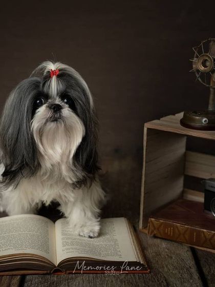 Alamgir - Fine Art Pet Photography Vintage & Rustic Themed Sessions photo 12