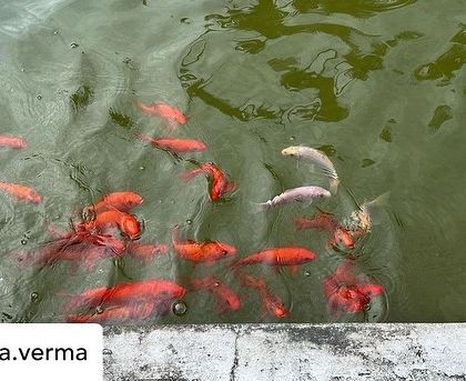 A school of bright orange and white koi fish swimming in our pond, adding life and color to the tranquil waters.