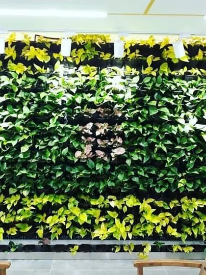 This indoor green wall uses different varieties of money plant to create a checkerboard pattern of light and dark green, adding a dynamic visual element to the office space.