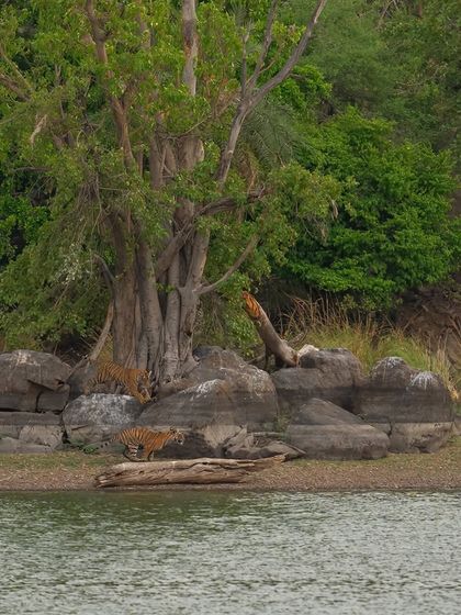 The cubs of Riddhi explore the rocky shoreline of the lake. The vast landscape of Ranthambore provides a stunning canvas for these family moments.