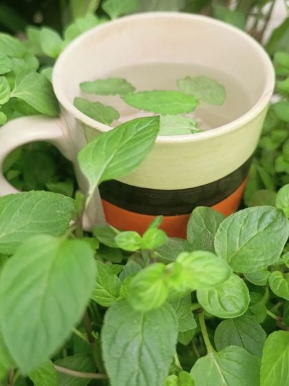 When you grow your own peppermint, you never run out of tea bags. A few fresh leaves in hot water make for a wonderfully refreshing and aromatic drink.