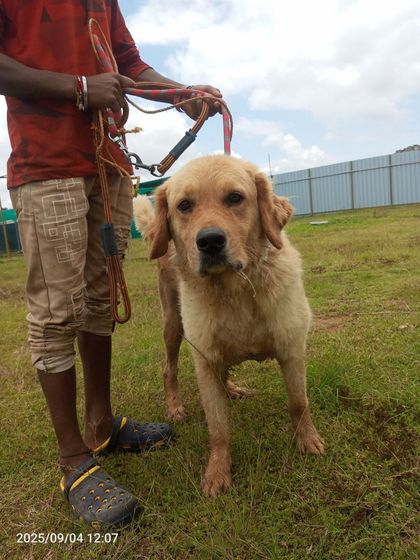 This beautiful Labrador is part of our behavioral rehabilitation program. With patient and expert guidance, even dogs labeled 'aggressive' can learn to feel safe and calm.