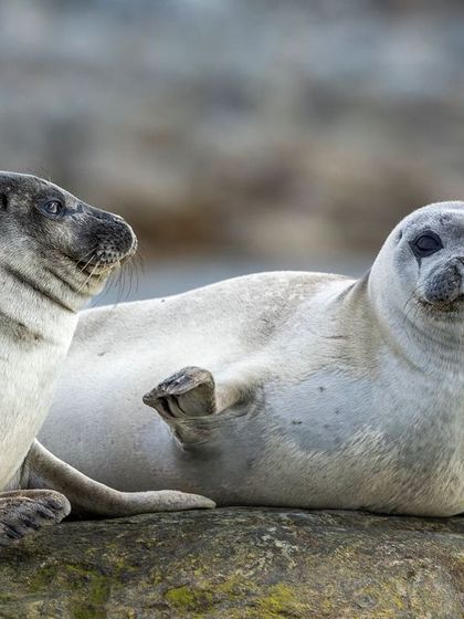 Another angle of the Harbour Seals, showing an interaction between the pair.