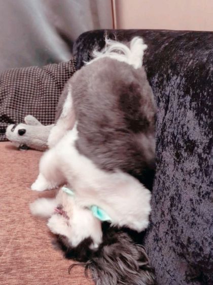 Tails of the City - Pet Spa & Creative Styling Behind the Scenes: Our Gentle Process photo 8