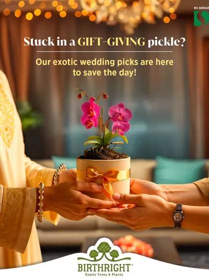 Finding the perfect gift can be tough, but a living, breathing plant is always a thoughtful choice. I offer a curated selection of exotic plants like this stunning Orchid, ensuring your gift is both unique and meaningful for any occasion.