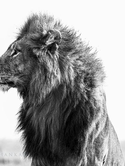 Here, the details of the lion's mane and the strength of his profile are the focus. This is a classic, artistic take on one of nature's most iconic animals.