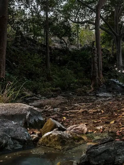 The same tiger from my 'Tiger Trail' series, captured from a slightly different angle. This image emphasizes the dense forest environment that these animals depend on for their survival, highlighting the importance of habitat protection.
