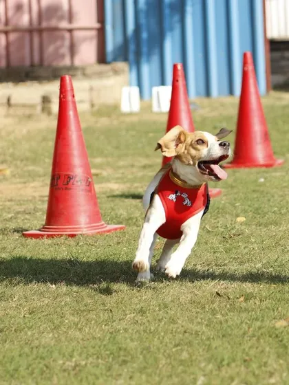 Action and fun are part of every event, even a fashion fiesta. This little dog is seen enjoying a run through an agility cone setup before hitting the ramp.