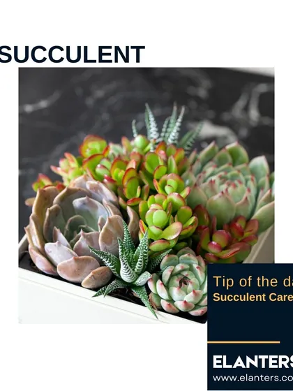 A beautiful arrangement of different succulents. Their varied shapes, colors, and textures make them fascinating to collect and display.