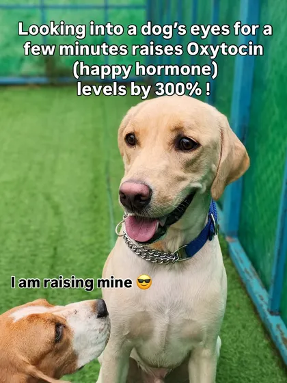 It's a scientific fact that looking into a dog's eyes raises your happy hormones. We get a happiness boost all day long here.