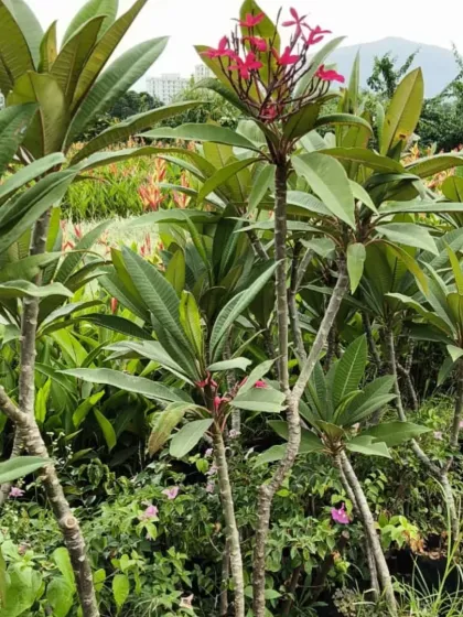 A view of several Red Champa plants in my nursery.
