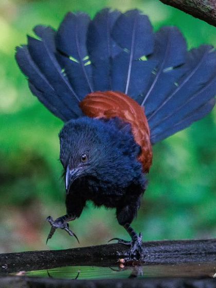 The Greater Coucal, a large, crow-like bird with coppery-brown wings. It is often seen on the ground, foraging for insects, snails, and even small vertebrates.