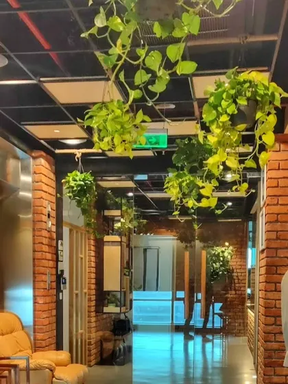 No floor space? No problem. For this office with an industrial brick-wall aesthetic, I used a series of hanging Golden Pothos to create a beautiful green canopy, adding life and texture from above.