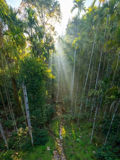 Sunbeams, or crepuscular rays, filter through the tall areca nut trees in a plantation near Hornadu. This aerial shot captures the magical quality of light in the dense forests of the Western Ghats.