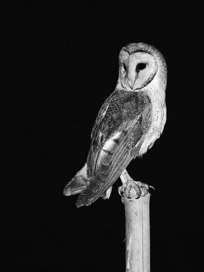 A full-body portrait of a Barn Owl perched on a bamboo stick, captured in black and white to highlight its form and texture.