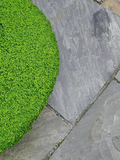 A close-up detail showing the contrast between smooth, grey stone pavers and a vibrant green groundcover. We pay close attention to the details of how different textures and colors meet.