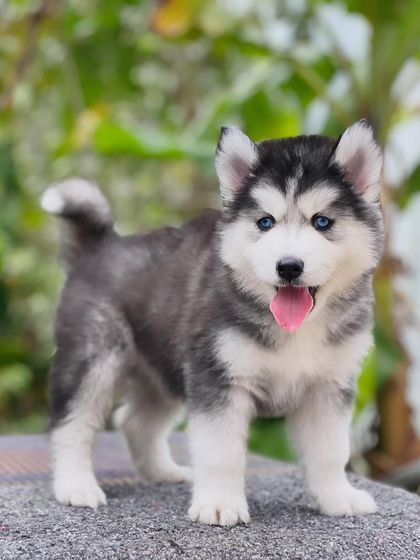 This picture captures the alert and friendly nature of my Husky pups. He's looking right at you, ready for his next adventure.