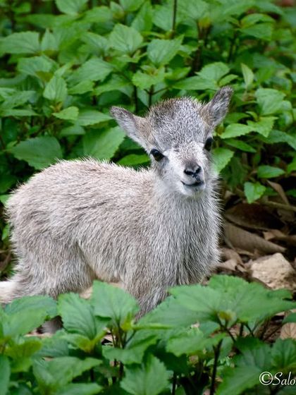 A Voice for Conservation photo 7